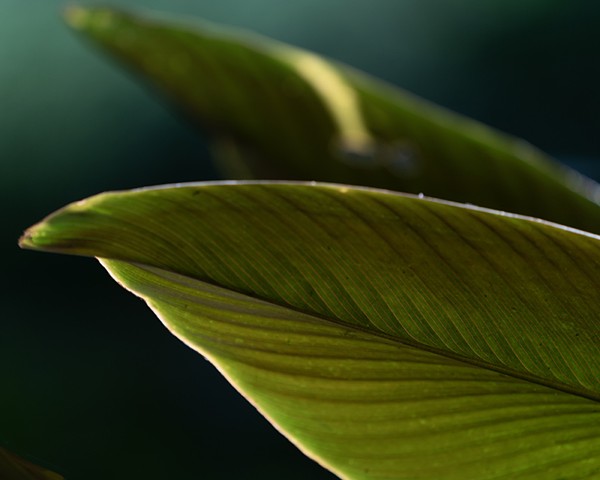leaf, India