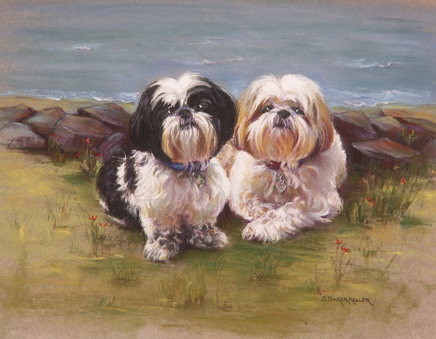 Pastel Portrait of Two Shih Tzu Dogs by Sally Baker Keller
