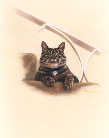 Pastel Portrait of a Cat by Sally Baker Keller