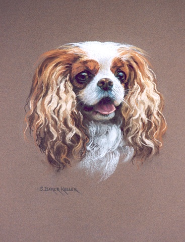 Pastel Portrait of a Cavalier King Charles Spaniel by Sally Baker Keller