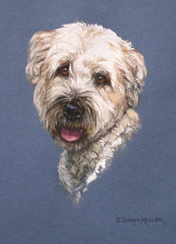 Pastel Portrait of a Soft Coated Wheaten Terrier by Sally Baker Keller