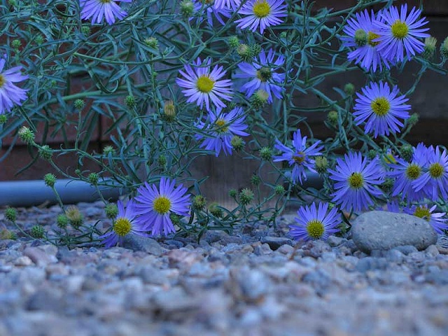 digital print, photography, New Mexico Scenery, Hank Lerma Images.com,nature, insects,bugs, flowers