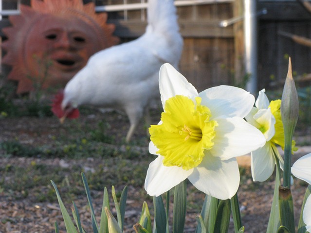 Daffodils, chickens, Leghorn, terra cotta sun, backyard chickens, greeting cards,