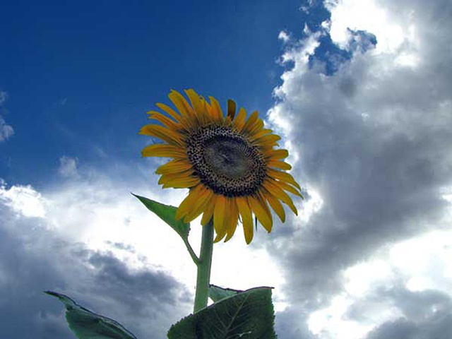 Note card, sunflowers, lemon, greeting card,clouds, really tall sunflowers