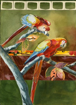 Macaw Siblings