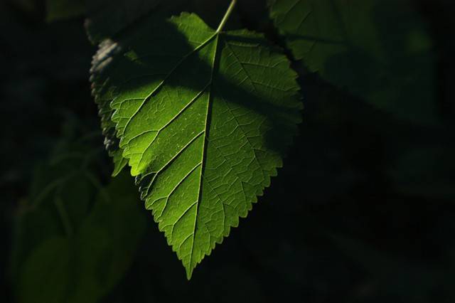 Single Leaf