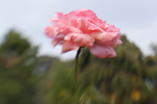 Blurred Rose