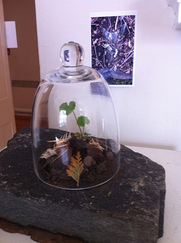 Seedling sprouting up through skeleton of small mouse under bell jar