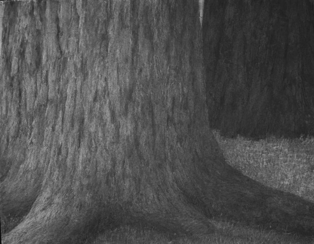 katherine meyer drawing charcoal redwoods california Big Basin
