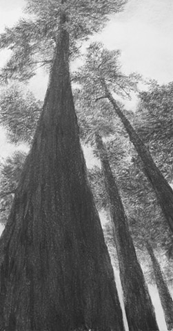 katherine meyer drawing charcoal redwoods california