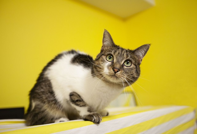 white and tabby cat in bright yellow room