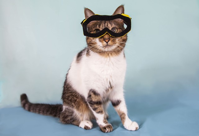 white and tabby cat on light blue backdrop wearing safety goggles