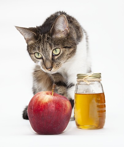 white and tabby cat on white background with red apple and bottle of honey