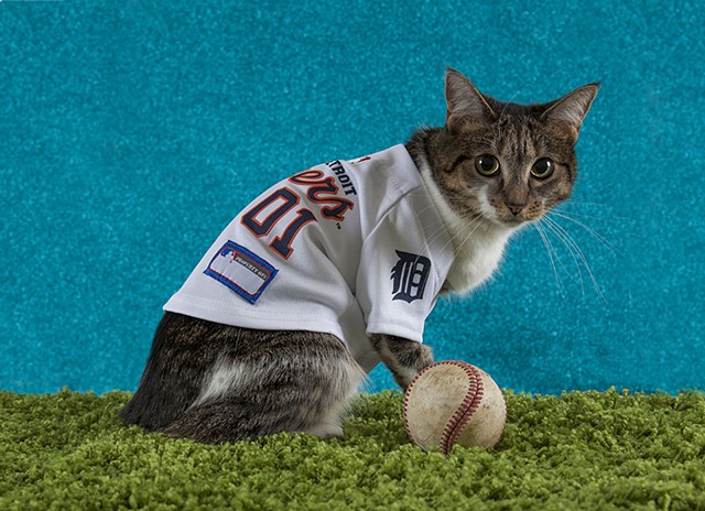 white and tabby cat on green faux-grass with blue background, wearing Detroit Tigers baseball jersey, with baseball resting on ground