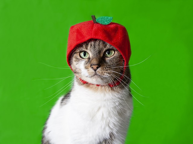white and tabby cat on bright green background wearing red apple hat
