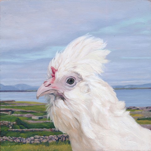 Chicken on Inis Mor, Aran Islands. Irish landscape with chicken.