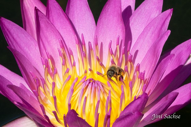 Water Lily, Bee, Stuttgart, Water Lily With Bee, Wilhelma Gardens, Flowers