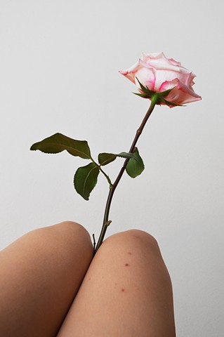 photograph of pink rose and woman legs bites by Robyn LeRoy-Evans