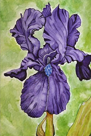Watercolor and ink painting of a purple bearded iris