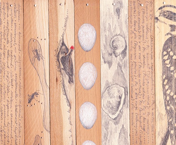 Woodpecker art