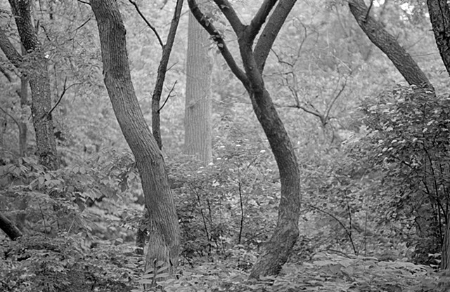 The Ramble, Central Park