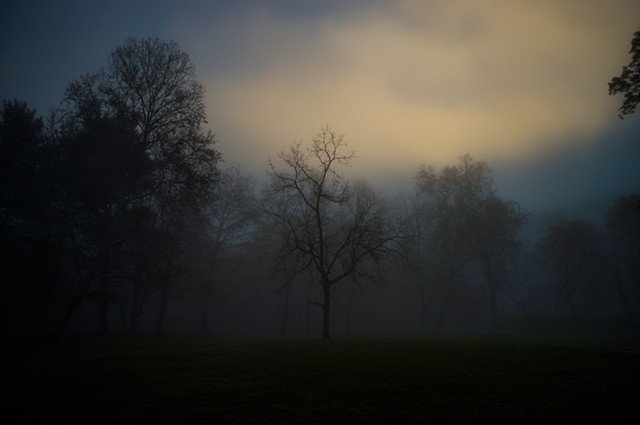 Tree and fog, Clarkson, Ohio