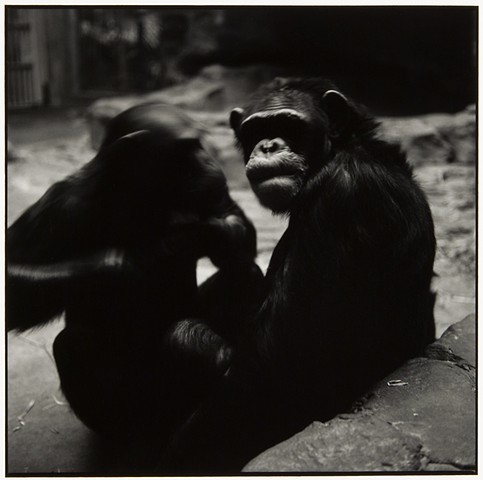 Monkeys 2 (Cleveland Metroparks Zoo)