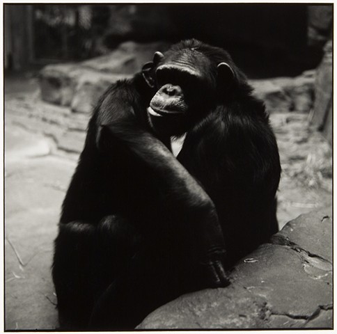 Monkeys 1 (Cleveland Metroparks Zoo)