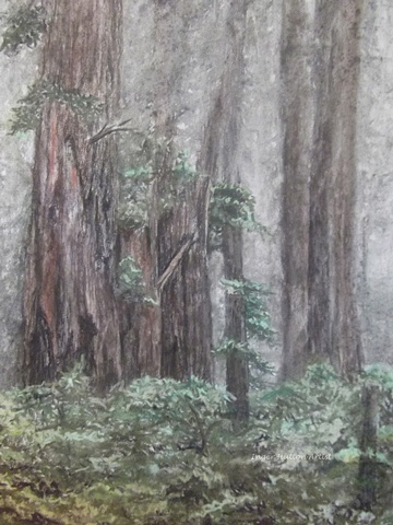 California Redwoods, Pastel drawing