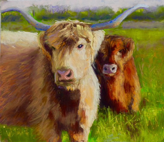 Texas cattle 