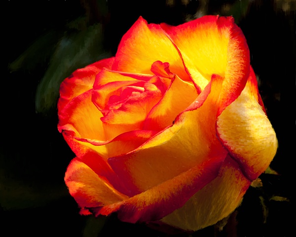 rose yellow red 