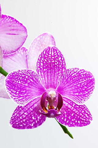 orchid backlit