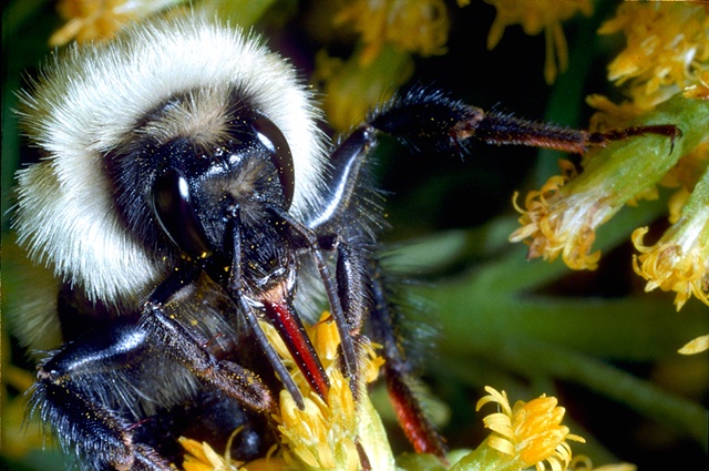 bumblebee goldenrod feeding nectar