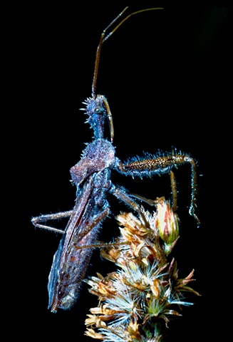 bug insect predator