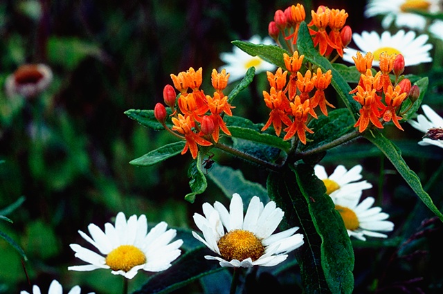 butterfly weed  daisies