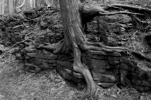Elora tree trunk B/W