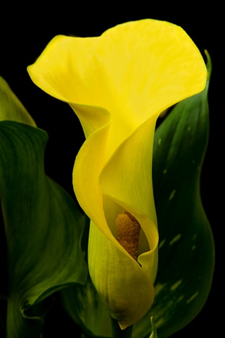 cala lily yellow