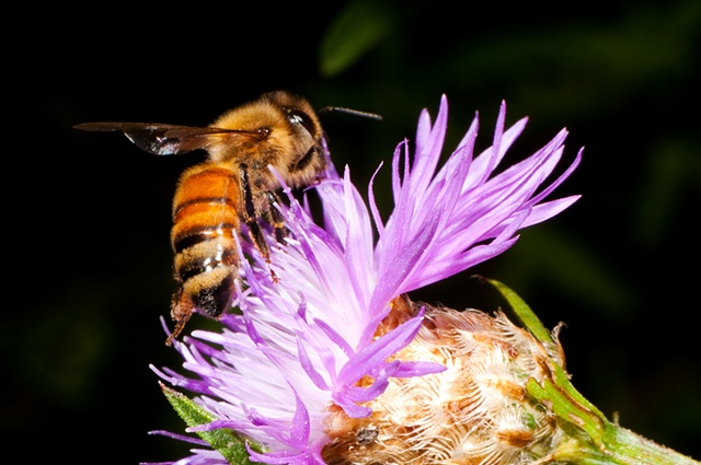 honeybee thistle