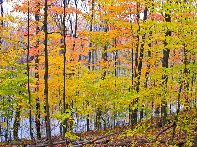fall colours birches lake