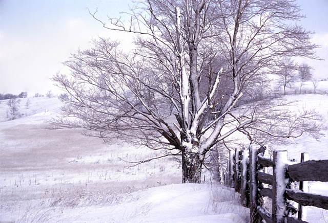 Tree snow winter fence