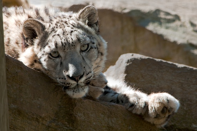 Snow  leopard