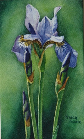 Iris Siberian Blue-Framed