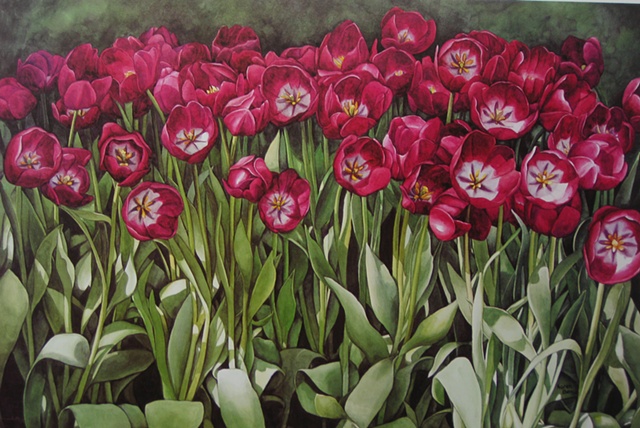 Longwood Tulips-Print Only