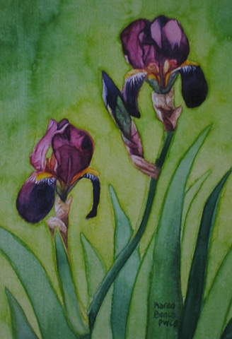Irises Light & Dark Purple2 Framed