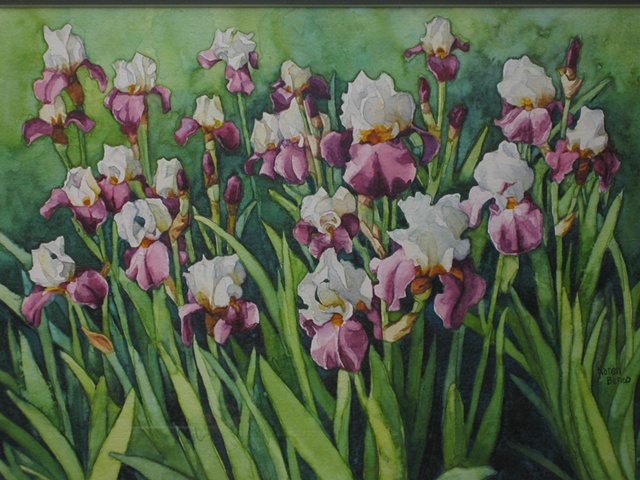 Irises-White Purple Many