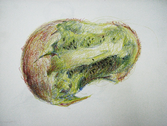 drawing of bitten kiwi fruit by Chris Mona