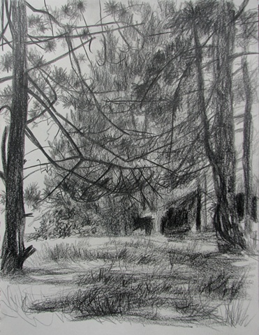 drawing of pine grove  at Dolly Sods, WV, by Chris Mona