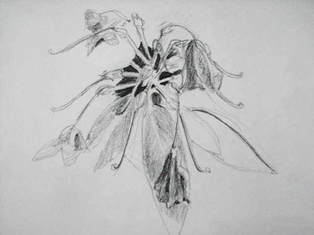 drawing of rhododendron with dying flowers by Chris Mona