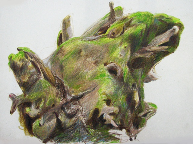 drawing of moss-covered redwood stump by Chris Mona