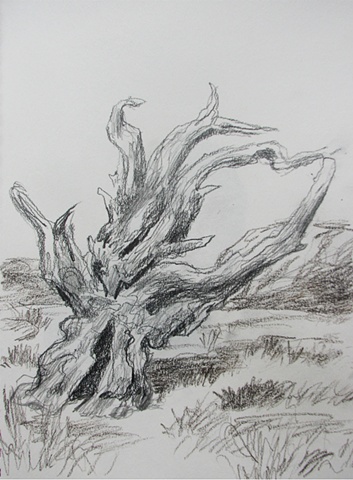 drawing of Bristlecone Pine by Chris Mona
